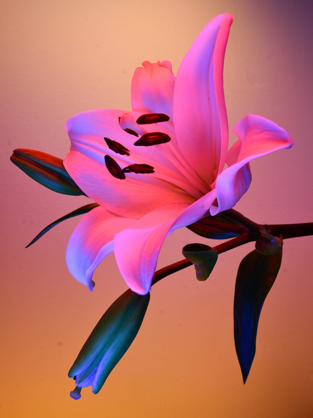 Deflowered